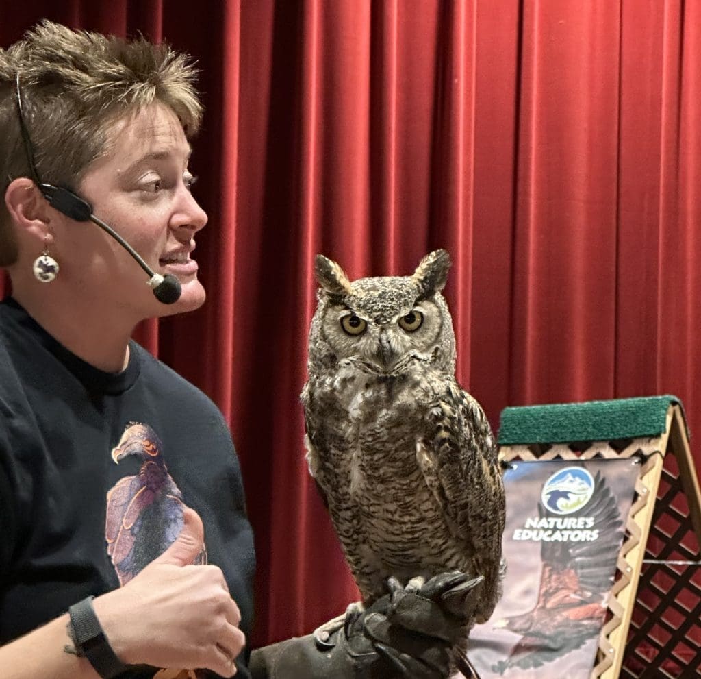 Great Horned Owl featured in Birds of Prey show at Royal Gorge Bridge & Park, Canon City, Colorado.