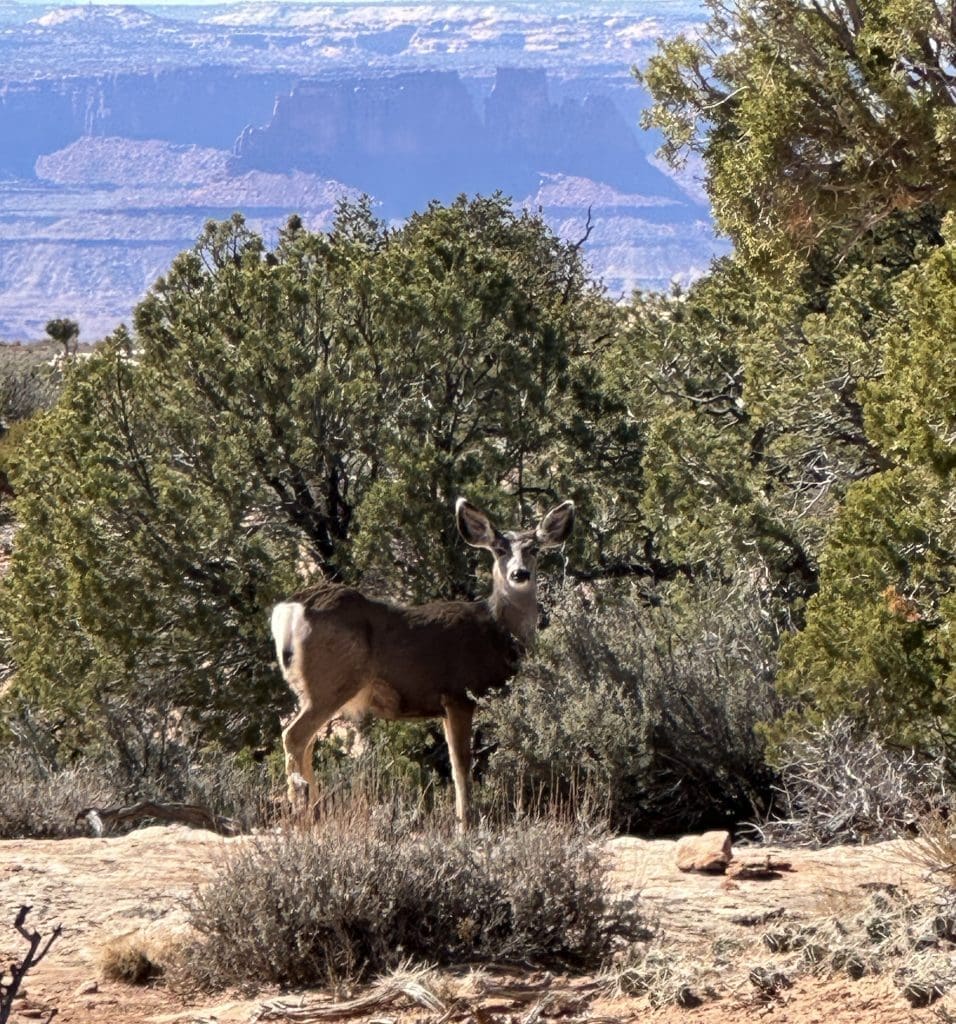 Mule deer spotted near Candlestick Tower Overlook