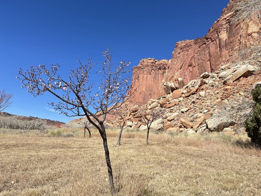Mormon pilgrims planted thousands of fruit trees in Capitol Reef.