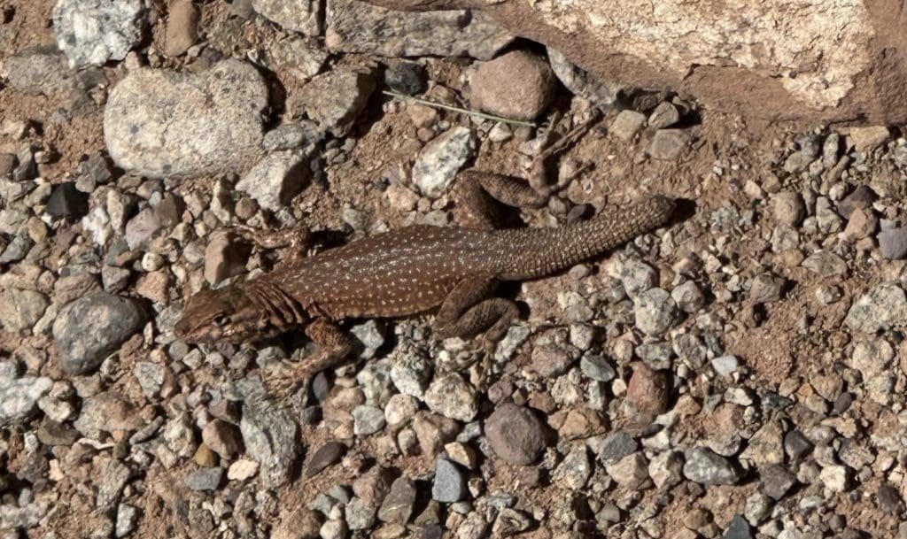 Lizard had part of his tale cut off