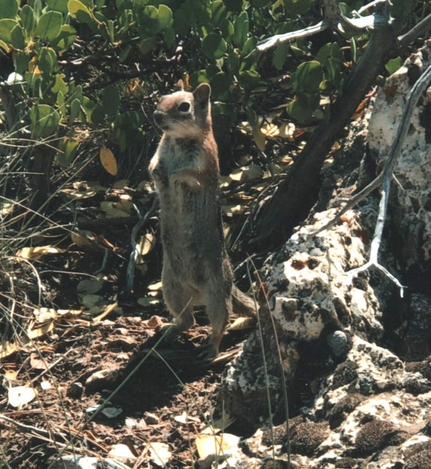 Utah prairie dog seen in Bryce Canyon