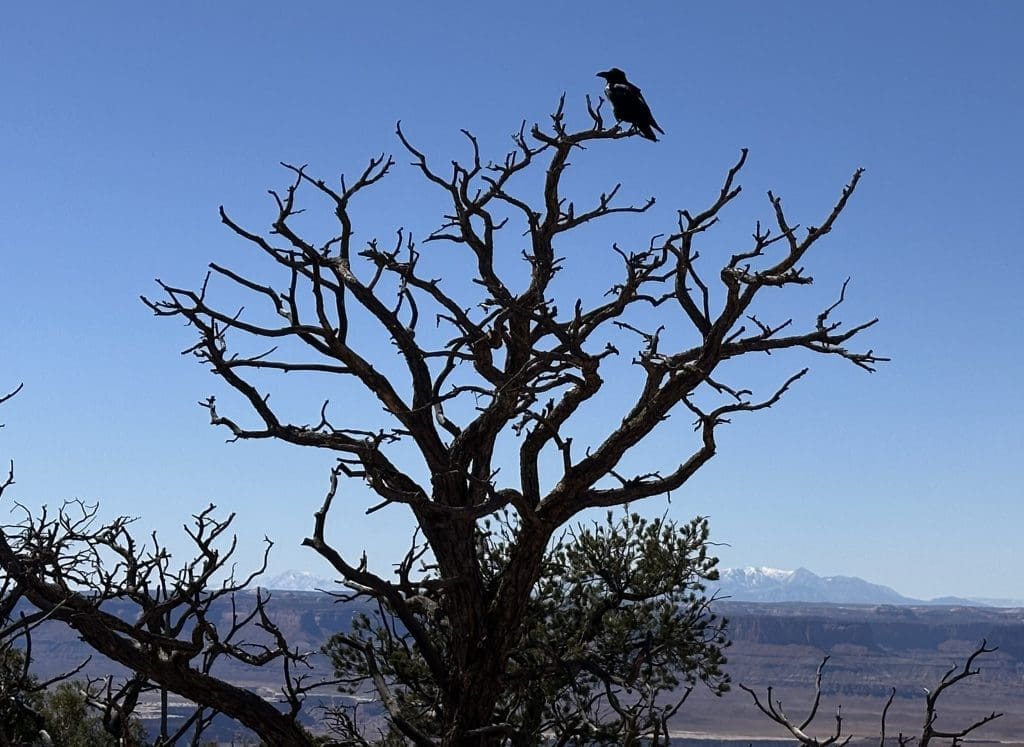 Common Raven is prevalent throughout Canyonlands