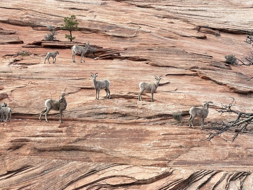 Desert Bighorn Sheep climbing on slickrock off of Zion-Mount Carmel Highway on east side of Zion National Park