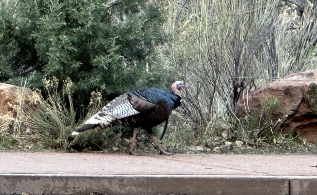 Wild turkey along the road near shuttlebus stop in Zion National Park