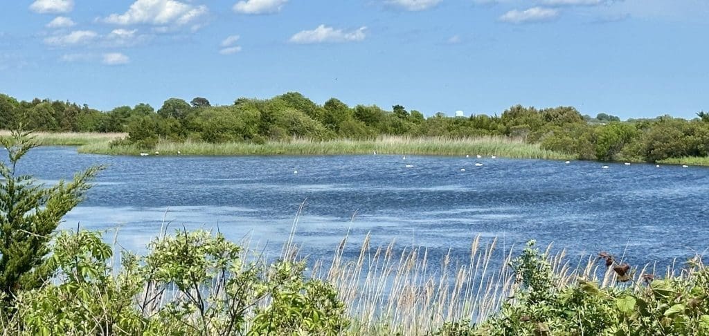 Swans floating in the distance on Shallow Pond at Cape May Point State Park