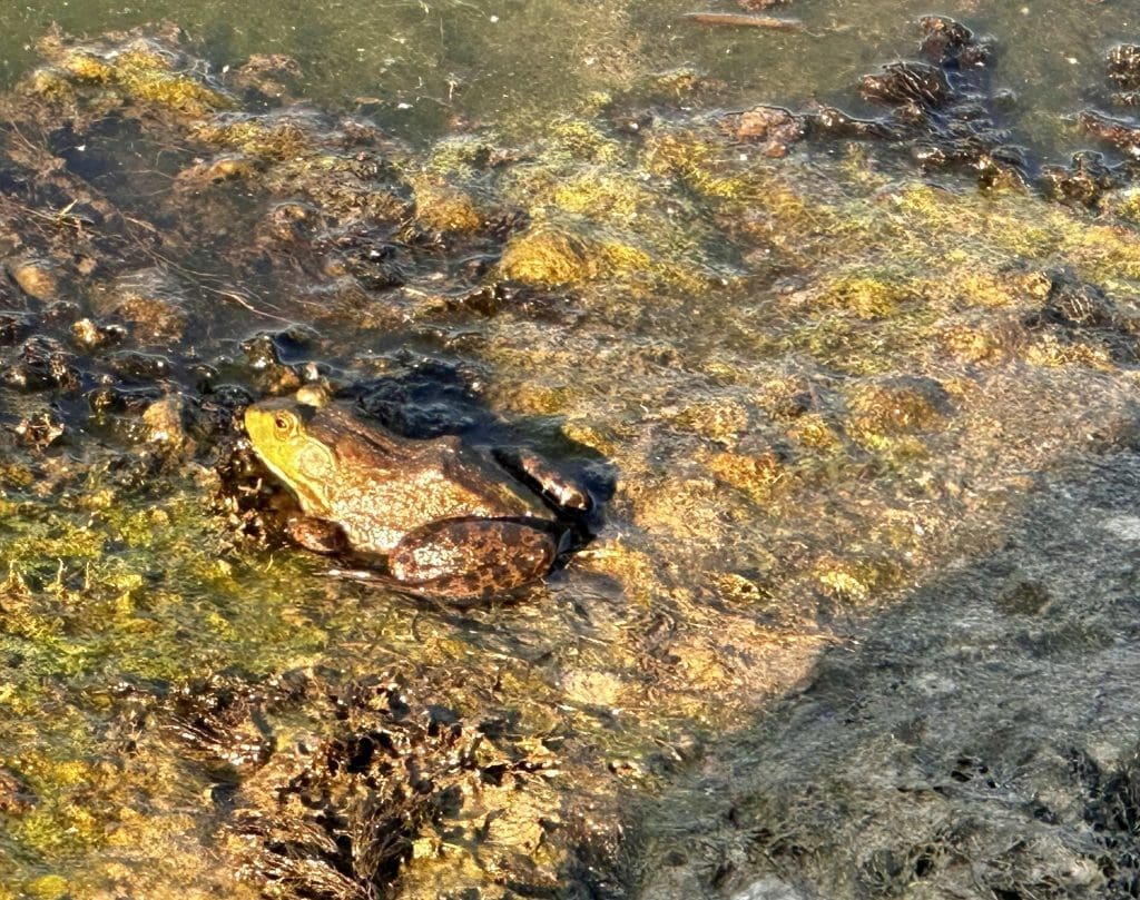 Frog at Kendall Lake in Cuyahoga Valley National Park