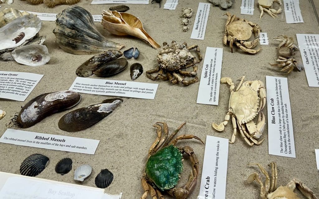 Cape May Point State Park Nature Center displays crabs and shells found in the area