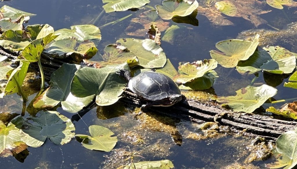 Painted turtle in the Beaver Marsh, in Cuyahoga Valley NP