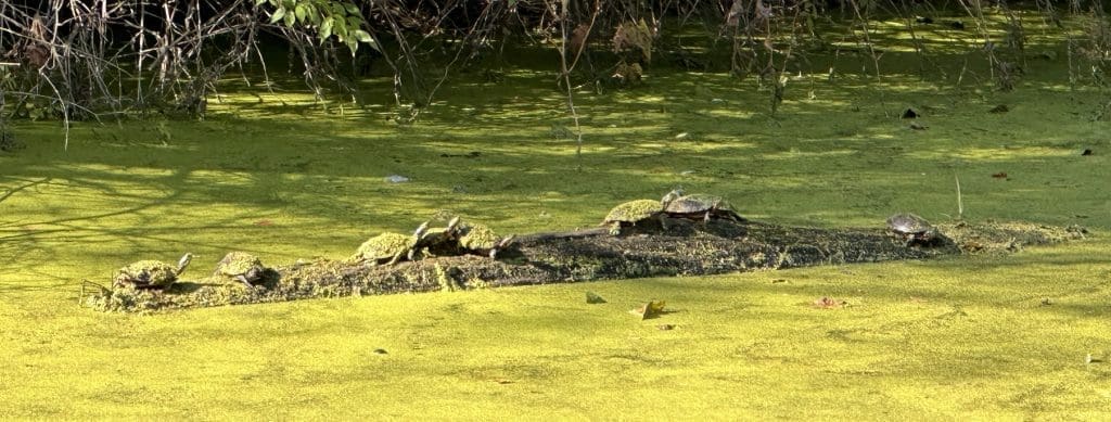 Eight turtles near Lock 26 in Cuyahoga Valley NP