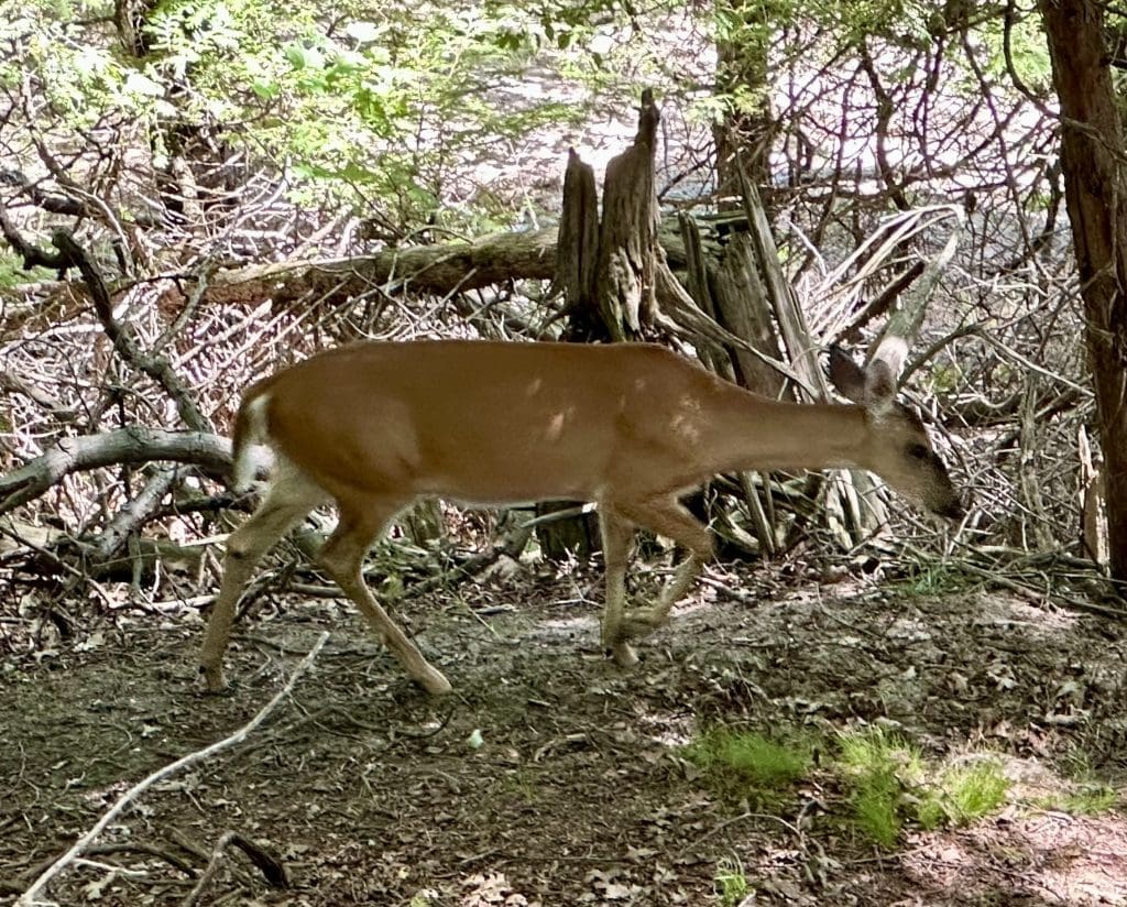 Looking down into the wood from Skyline Trail you might see deer and other wildlife