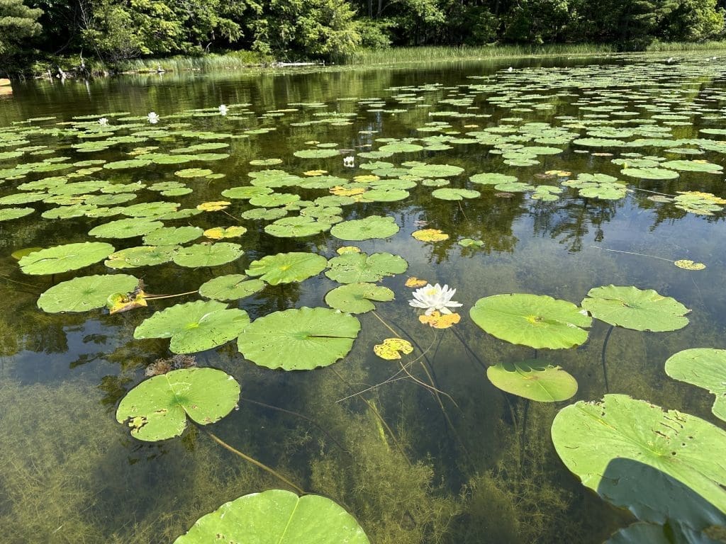 Fish near the lily pads