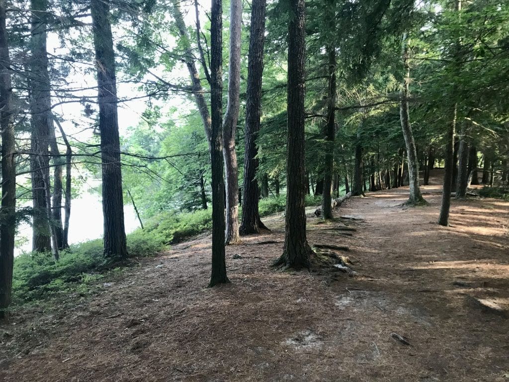 Take a walk through the woods