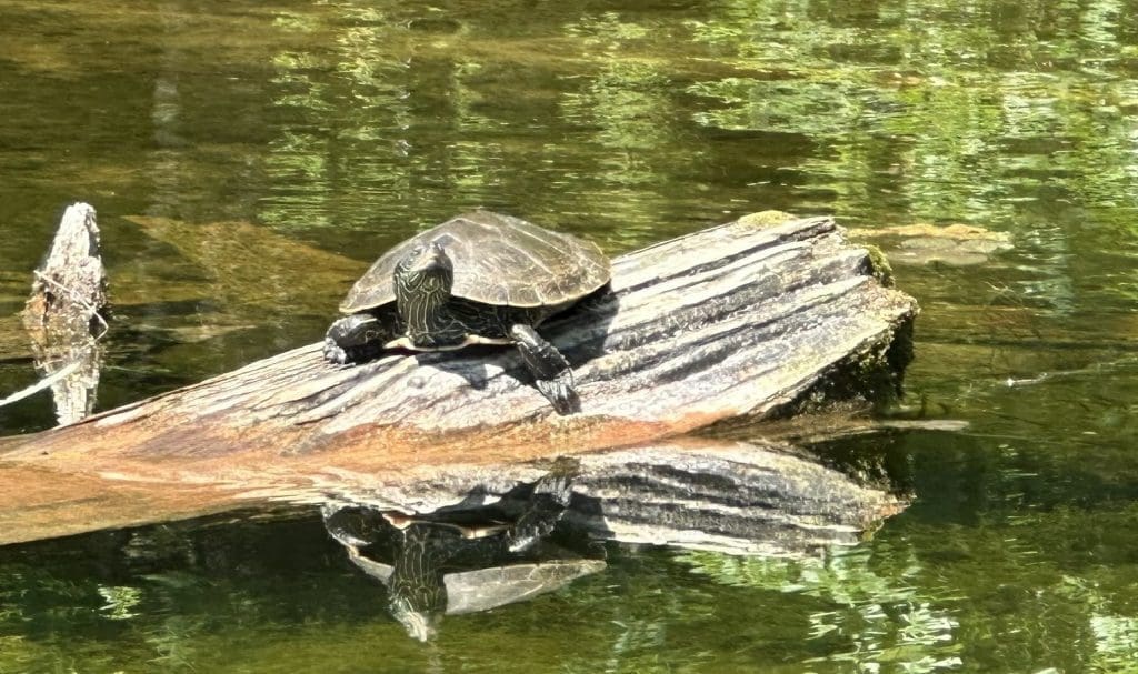 Common map turtle in Lost Lake