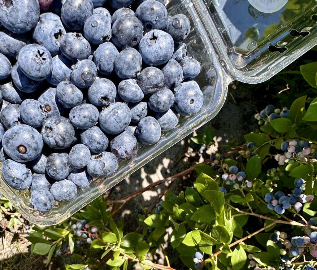 Pick blueberries at Palmer Blueberry Farm in Whitehall, Michigan.