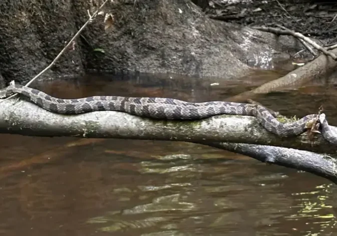 A snake slithering on rocks near water.
